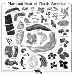 Scat / Droppings | Alberta Sasquatch