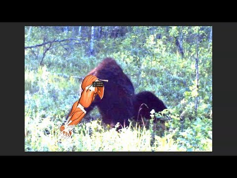 ThinkerThunker: Alberta Bigfoot Photo Breakdown